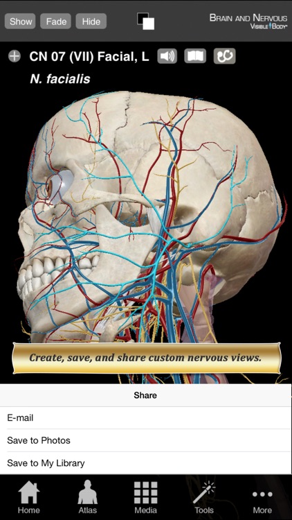 Brain and Nervous Anatomy Atlas: Essential Reference for Students and Healthcare Professionals