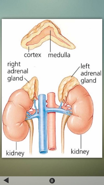 Human Body Details