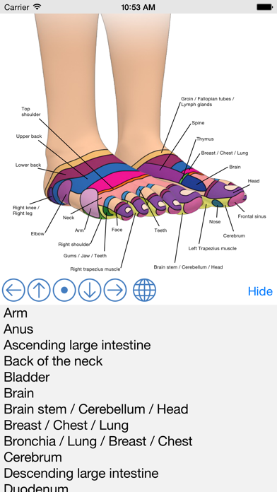 Reflexology Interactive Foot Chart