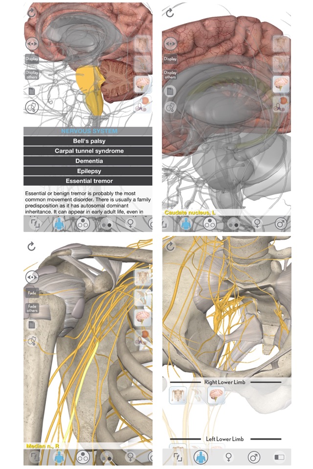3D Organon Anatomy - Brain and Nervous System screenshot 2
