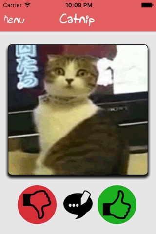Catnip - Funny Cat Content screenshot 2