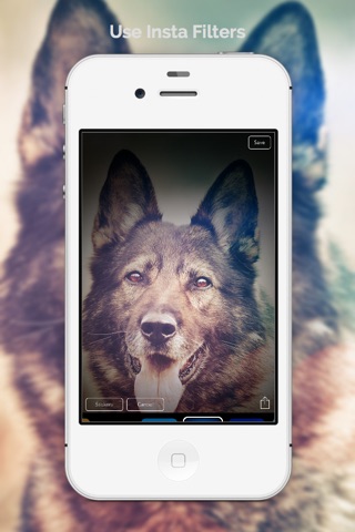 Animal Wallpapers & Backgrounds Free HD screenshot 2