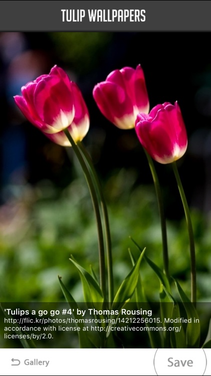 Tulip Wallpapers screenshot-4