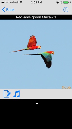 Panama Birds Field Guide Basic(圖2)-速報App