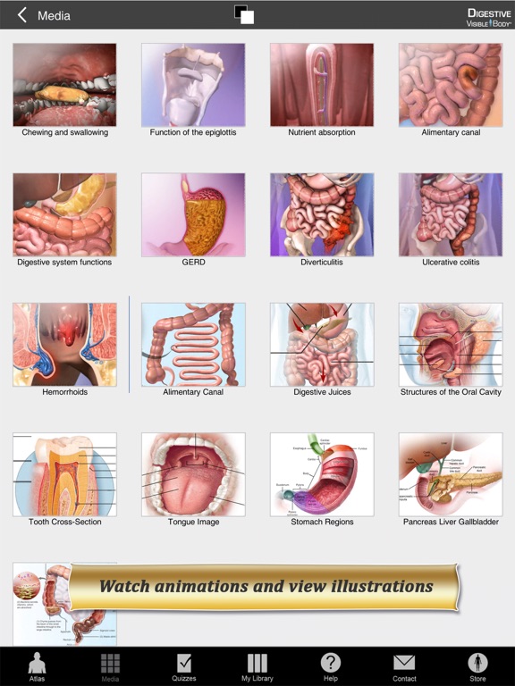 Digestive Anatomy Atlas: Essential Reference for Students and Healthcare Professionalsのおすすめ画像4