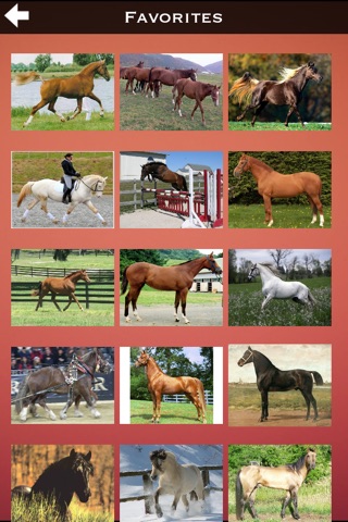 Horse - Collection screenshot 4