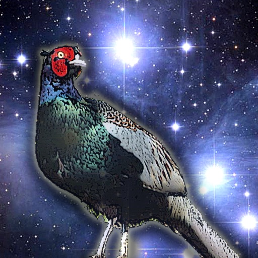 Raider Pheasant