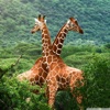Giraffe 101: Facts and News