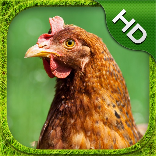 Chicken Simulator - HD iOS App