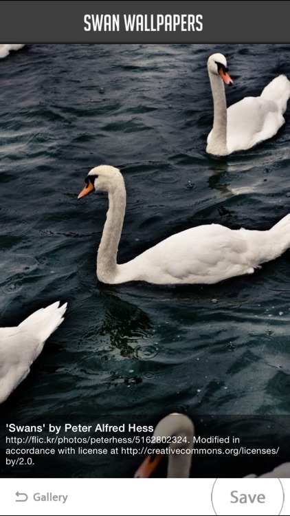 Swan Wallpapers screenshot-3