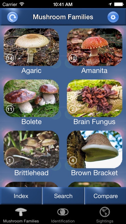 Mushroom Id North America - Fungi Identification Guide to Toadstools and Mushrooms