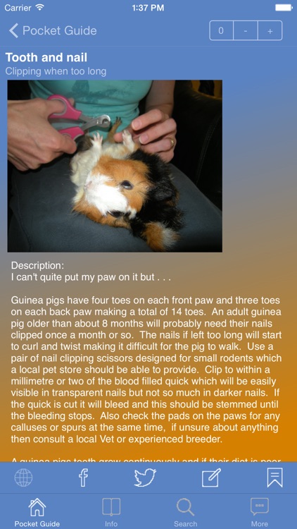Pocket Guide Guinea Pigs