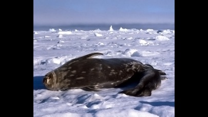 How to cancel & delete Animals Antarctica from iphone & ipad 3