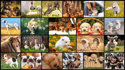 Dog Puzzles - Jigsaw Puzzle Game for Kids with Real Pictures of Cute Puppies and Dogs