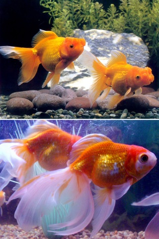 Cute GoldFish Wallpapers - Best Collection Of Cute GoldFish screenshot 2