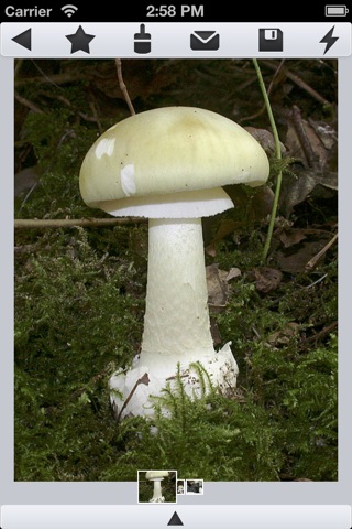 Mushrooms Wiki screenshot 3