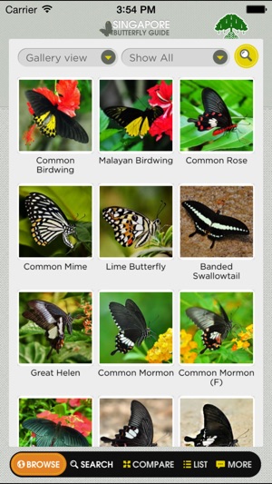 Butterflies of Singapore (NSS)