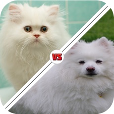 Activities of Tic Toc: Cat or Dog