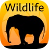 Learn by Example Wildlife Photography