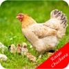 How To Raise Chickens - Lay More Eggs