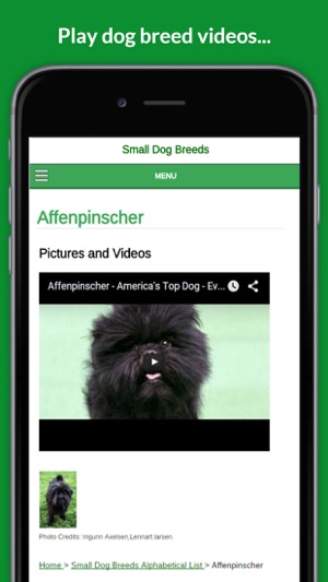 Small Dog Breeds 101(圖3)-速報App