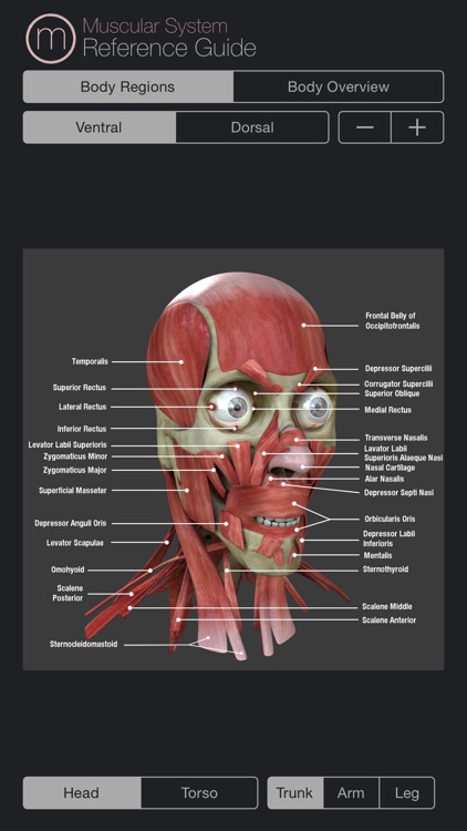 Muscular System Reference Guide screenshot-0