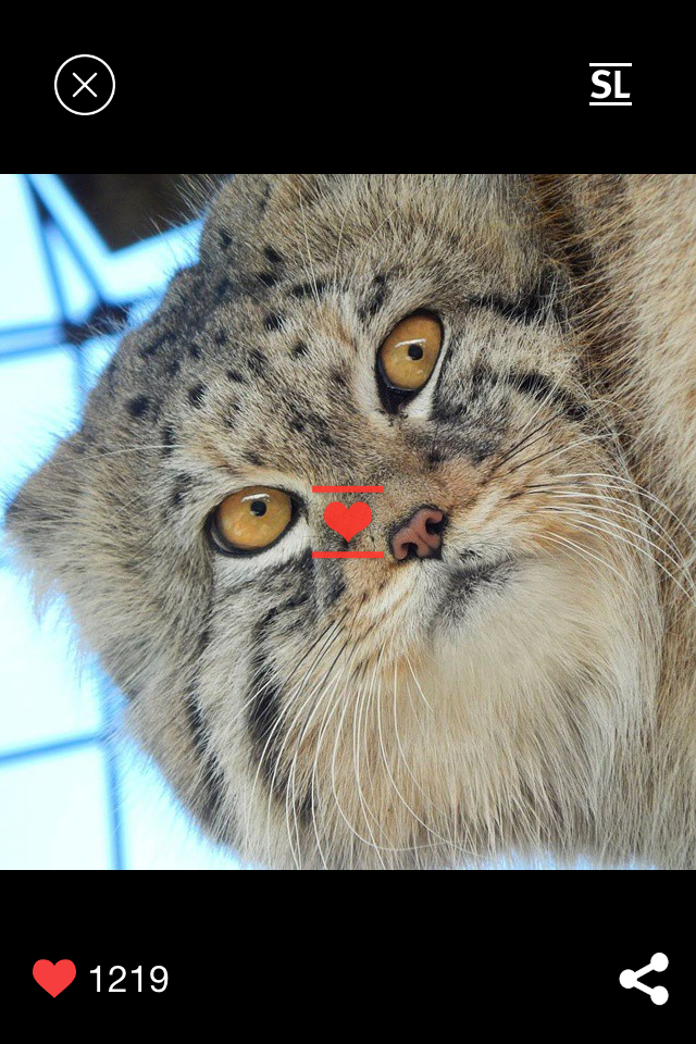 Фото котиков каждый день - Котолог