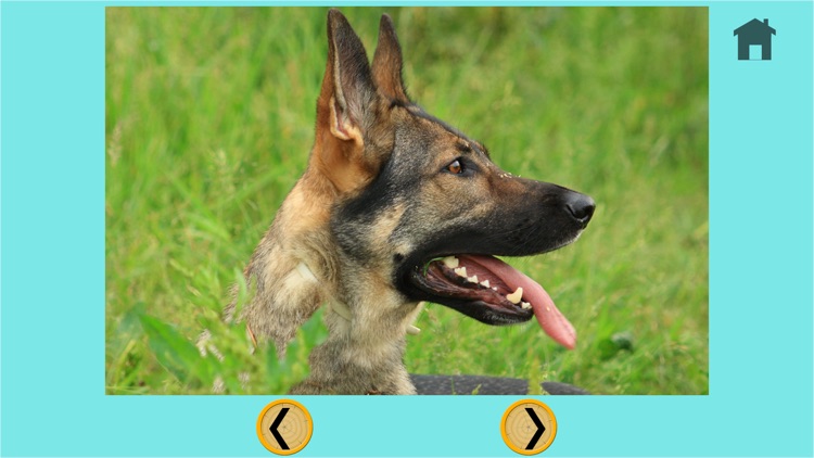 beautiful dogs for all kids - free game screenshot-4