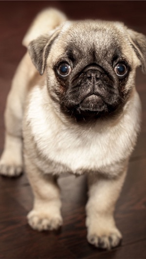 Dogs: HD Wallpapers of Pugs, Huskies, Golden Retrievers and (圖2)-速報App