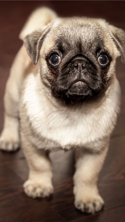 Dogs: HD Wallpapers of Pugs, Huskies, Golden Retrievers and More