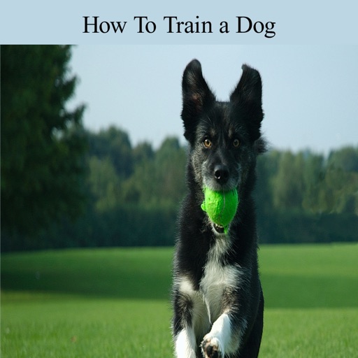 Train a Dog icon