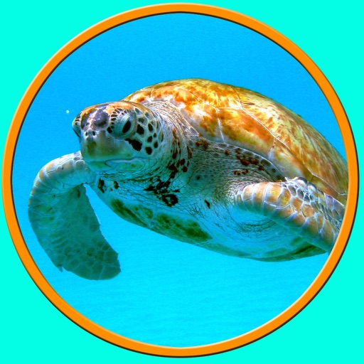 images of turtles that i love - no ads icon