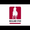 Neuland Stud