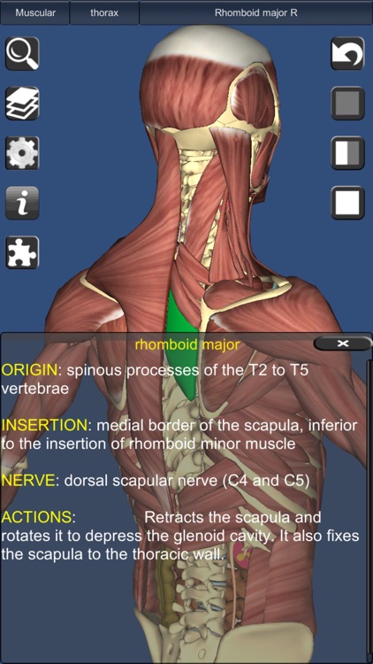 3D Bones and Organs (Anatomy)