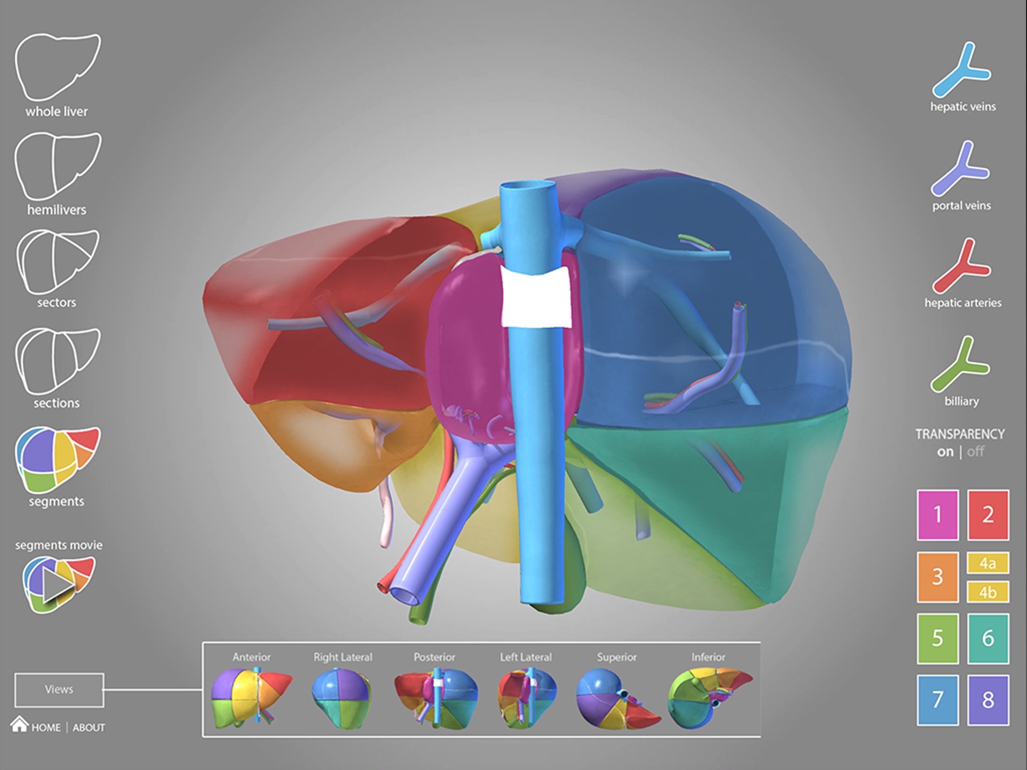 Surgical Anatomy of the Liver screenshot 4