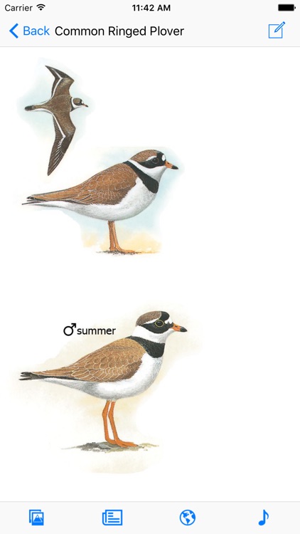 eGuide to the Handbook of Bird Identification for the Iberian Peninsula