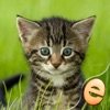 Icon Jigsaw Wonder Kittens Puzzles for Kids Free