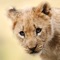 Baby Animal Wallpapers