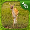 Gazelle Simulator - HD