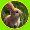 competition for rabbits - free game