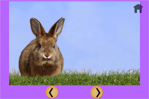 rabbits and games for kids - no ads screenshot 4
