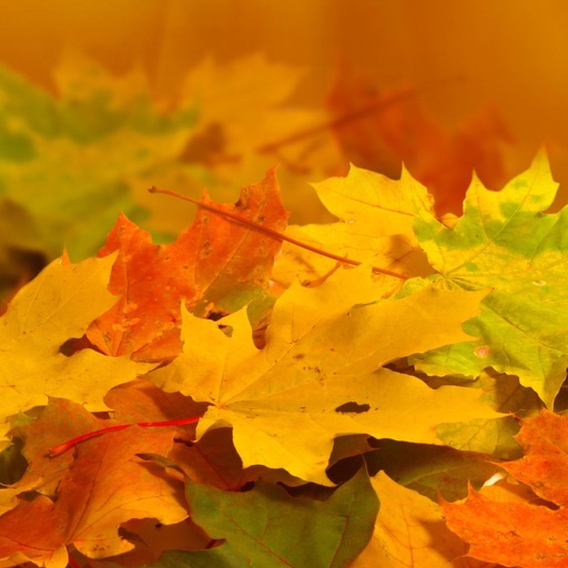 Autumn Wallpapers. icon