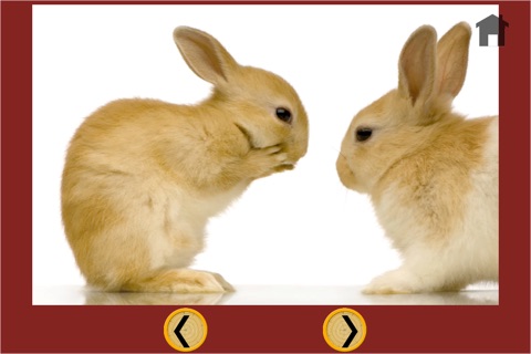 games for rabbits - free game screenshot 4