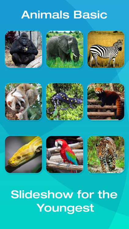 Safari and Jungle Animal Picture Flashcards for Babies, Toddlers or Preschool