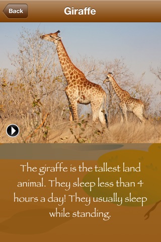 African Safari screenshot 2