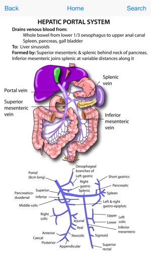 Instant Anatomy Flash Cards(圖1)-速報App