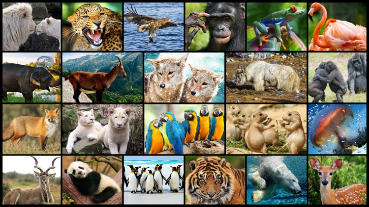 Amazing Wild Animals - Best Animal Picture Puzzle Games for kids