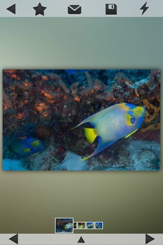 Best Coral Reefs Guide screenshot 3