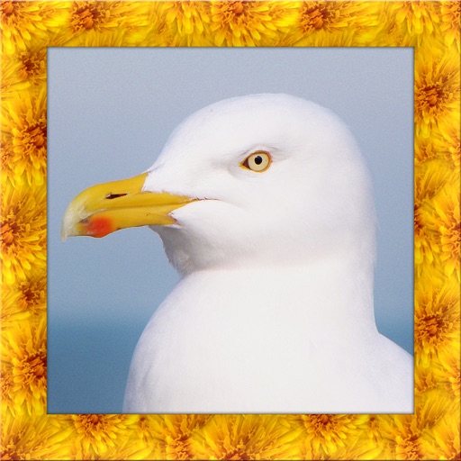 Seagull Bird Simulator icon