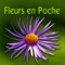 Wild Flowers HD is an application for iPad which allows you to identify with ease 1651 wild flowers of Western Europe